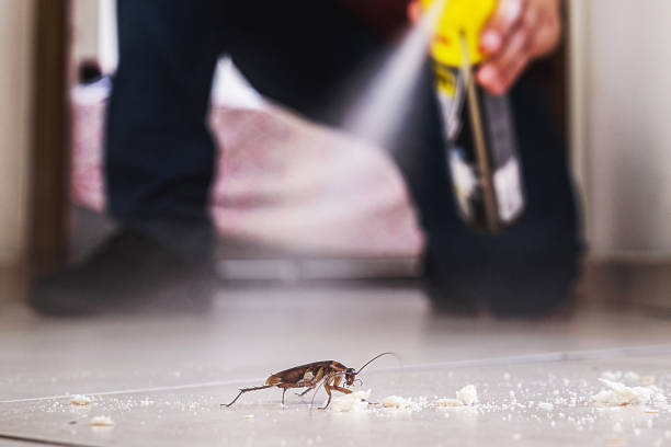Professional Pest Control in Bainbridge Island, WA